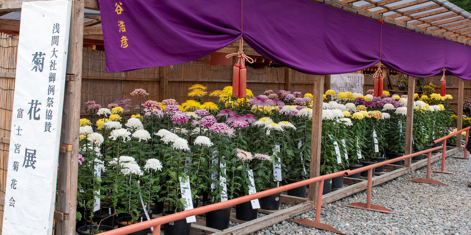 例祭菊花展