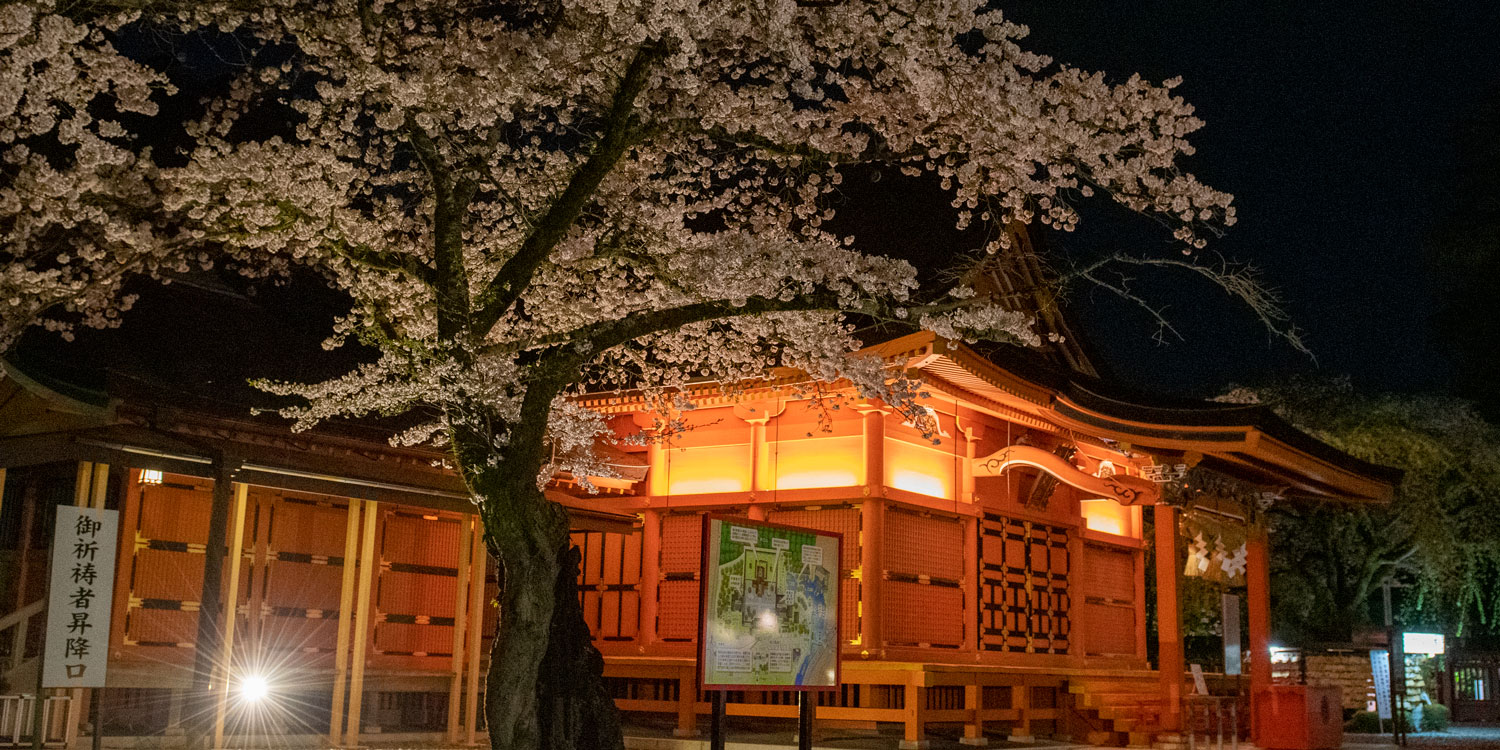 桜花祭：桜ライトアップ